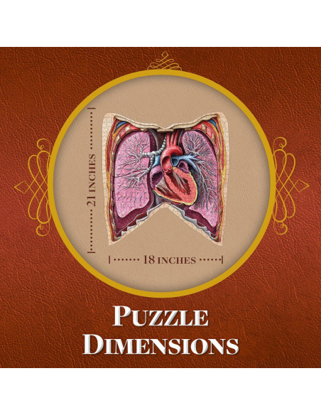 Rompecabezas de Anatomía del Tórax Humano Juegos Geniales 411 Piezas