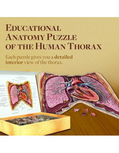 Rompecabezas de Anatomía del Tórax Humano Juegos Geniales 411 Piezas