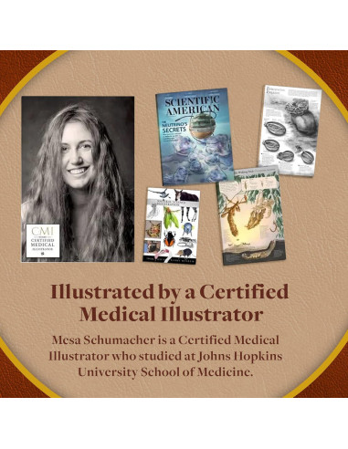 Rompecabezas de Anatomía del Tórax Humano Juegos Geniales 411 Piezas