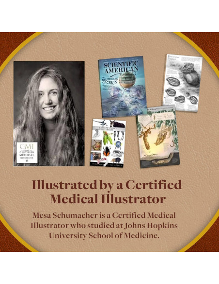 Rompecabezas de Anatomía del Tórax Humano Juegos Geniales 411 Piezas