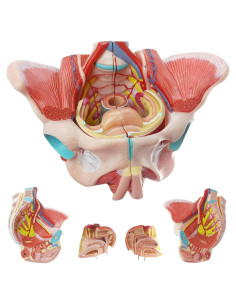 Modelo de Pelvis Humana Femenina 1:1 con Órganos Removibles