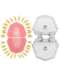 Modelo de Dientes de Demostración Dental Dentalmall 4004 Removibles 2