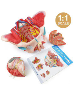 Modelo de Pelvis Humana Femenina 1:1 con Órganos Removibles 2