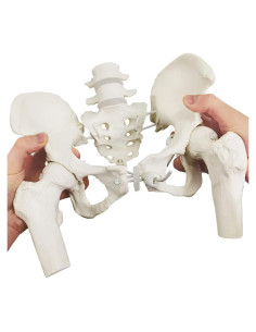 Esqueleto de Pelvis Femenina Flexible Nuevo Horizonte 24.9x22.9 cm