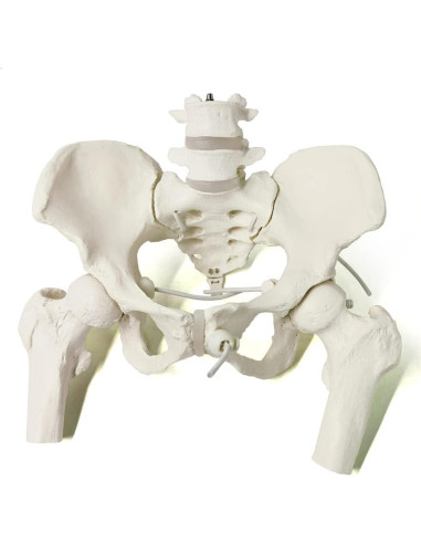 Esqueleto de Pelvis Femenina Flexible Nuevo Horizonte 24.9x22.9 cm
