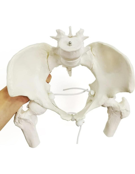 Esqueleto de Pelvis Femenina Flexible Nuevo Horizonte 24.9x22.9 cm Esqueleto de Pelvis Femenina Flexible Nuevo Horizonte 24.9x22.9 cm