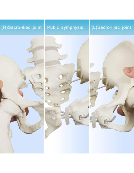 Esqueleto de Pelvis Femenina Flexible Nuevo Horizonte 24.9x22.9 cm Esqueleto de Pelvis Femenina Flexible Nuevo Horizonte 24.9x22.9 cm