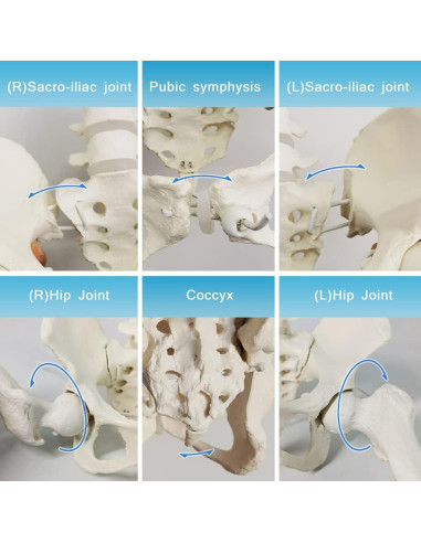 Esqueleto de Pelvis Femenina Flexible Nuevo Horizonte 24.9x22.9 cm