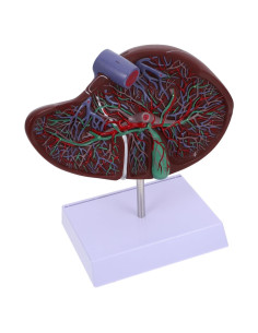 Modelo de Anatomía del Hígado DECHOUS 25x18x13 cm Educativo