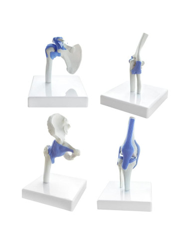 Conjunto de Modelos de Articulaciones Mini EVOTECH 1/2 Tamaño