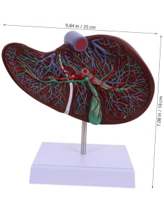 Modelo de Anatomía del Hígado DECHOUS 25x18x13 cm Educativo 2