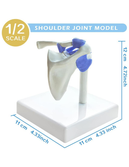 Conjunto de Modelos de Articulaciones Mini EVOTECH 1/2 Tamaño