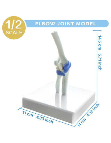 Conjunto de Modelos de Articulaciones Mini EVOTECH 1/2 Tamaño