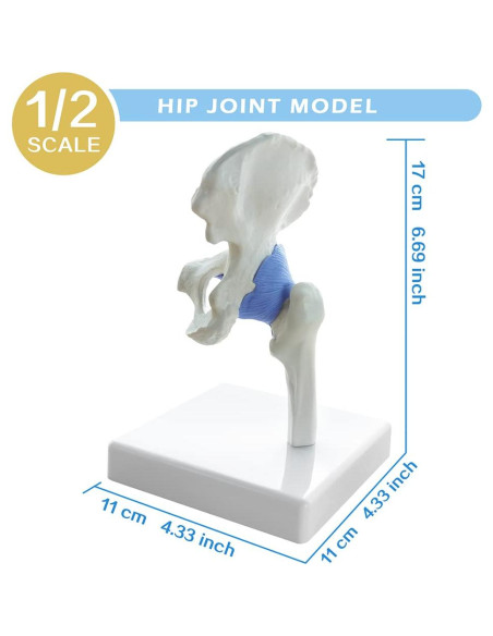 Conjunto de Modelos de Articulaciones Mini EVOTECH 1/2 Tamaño