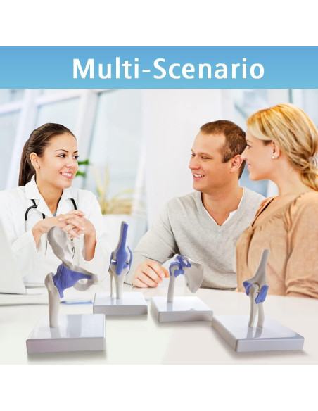 Conjunto de Modelos de Articulaciones Mini EVOTECH 1/2 Tamaño