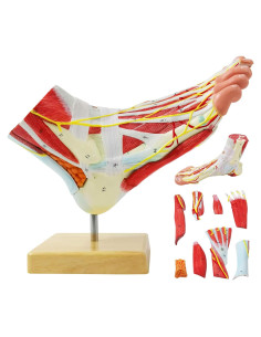Modelo Anatómico del Pie Humano Generies 9 Piezas Detallado