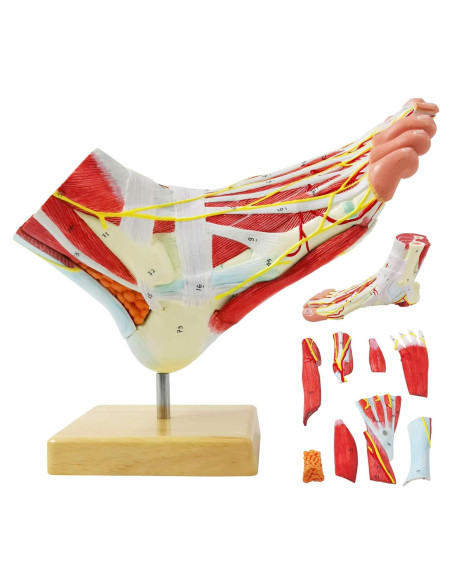Modelo Anatómico del Pie Humano Generies 9 Piezas Detallado Modelo Anatómico del Pie Humano Generies 9 Piezas Detallado