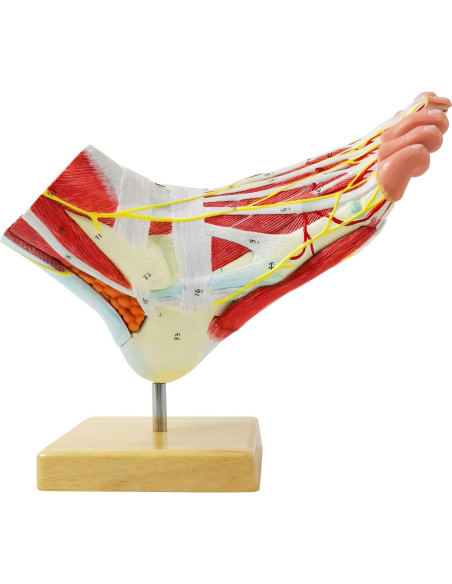 Modelo Anatómico del Pie Humano Generies 9 Piezas Detallado Modelo Anatómico del Pie Humano Generies 9 Piezas Detallado