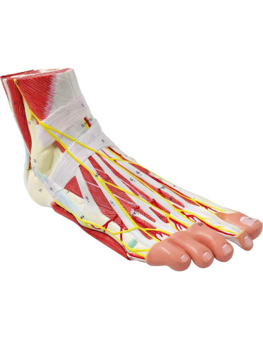 Modelo Anatómico del Pie Humano Generies 9 Piezas Detallado