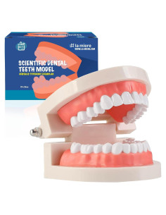 Modelo de Dientes Typodont Adulto LA MIERE para Enseñanza