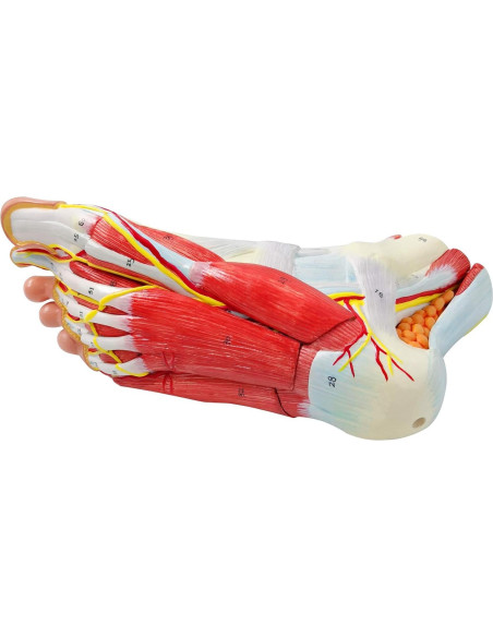 Modelo Anatómico del Pie Humano Generies 9 Piezas Detallado Modelo Anatómico del Pie Humano Generies 9 Piezas Detallado