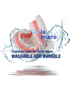 Modelo de Dientes Typodont Adulto LA MIERE para Enseñanza 2