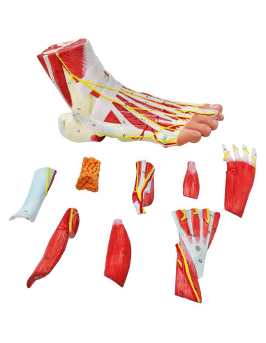 Modelo Anatómico del Pie Humano Generies 9 Piezas Detallado