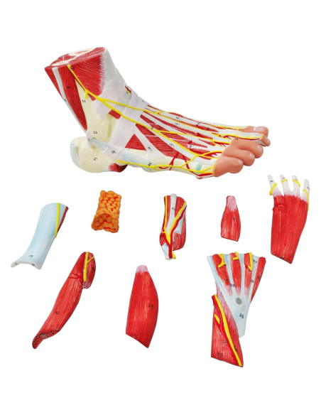 Modelo Anatómico del Pie Humano Generies 9 Piezas Detallado Modelo Anatómico del Pie Humano Generies 9 Piezas Detallado