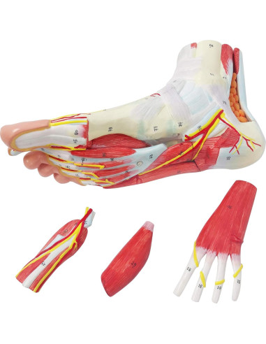 Modelo Anatómico del Pie Humano Generies 9 Piezas Detallado