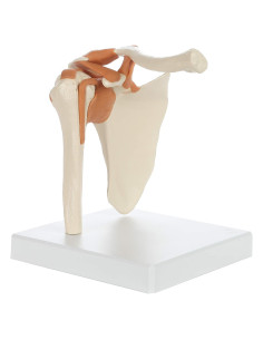 Modelo de Anatomía Médica Rudiger Hombro con Soporte 19.1x16x18cm