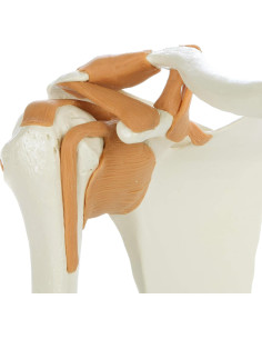 Modelo de Anatomía Médica Rudiger Hombro con Soporte 19.1x16x18cm 2