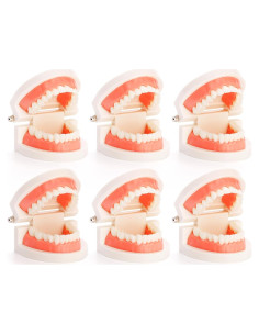 Modelo Dental ZENFUN 6 Piezas para Estudio y Enseñanza
