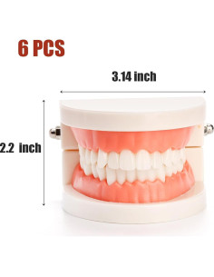Modelo Dental ZENFUN 6 Piezas para Estudio y Enseñanza 2