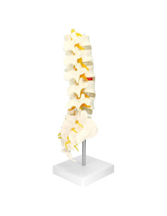 Modelo Columna Vertebral Humana 5 Vértebras Lumbar QWORK