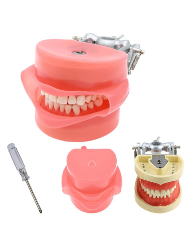 Typodont Dental Septan con 32 Dientes Removibles y Mejilla