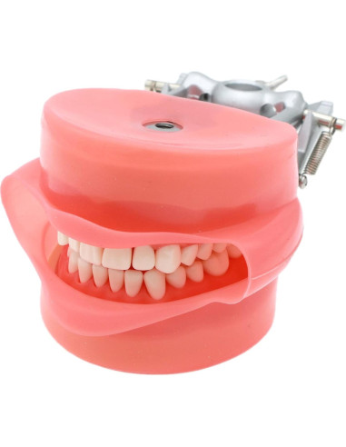 Typodont Dental Septan con 32 Dientes Removibles y Mejilla