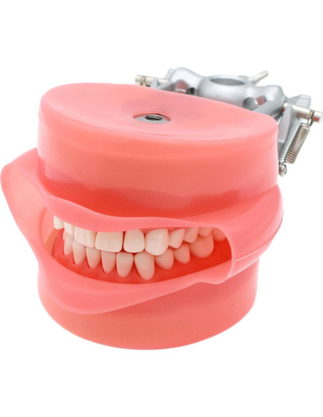 Typodont Dental Septan con 32 Dientes Removibles y Mejilla