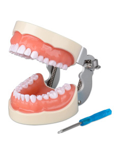 Typodont Dental Ultrassist 32 Dientes Desmontables para Estudiantes
