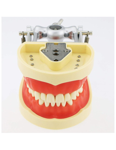 Typodont Dental Septan con 32 Dientes Removibles y Mejilla