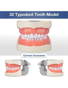 Typodont Dental Ultrassist 32 Dientes Desmontables para Estudiantes 2