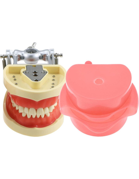 Typodont Dental Septan con 32 Dientes Removibles y Mejilla