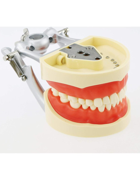 Typodont Dental Septan con 32 Dientes Removibles y Mejilla