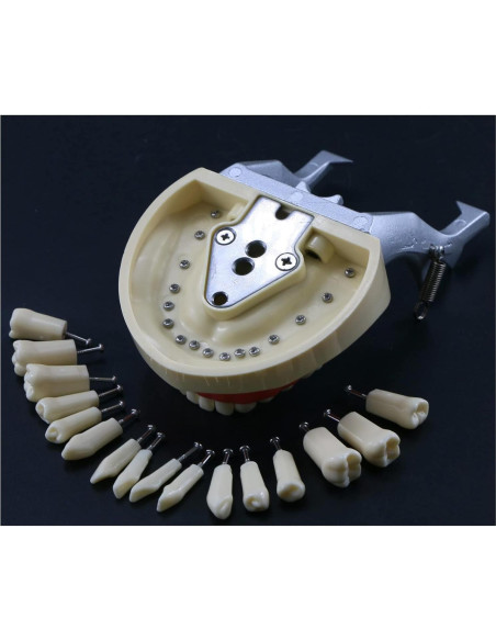 Typodont Dental Septan con 32 Dientes Removibles y Mejilla
