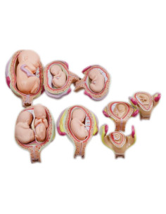 Modelo Educativo INTBUYING 8PCS Desarrollo Embrionario Humano