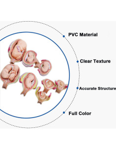 Modelo Educativo INTBUYING 8PCS Desarrollo Embrionario Humano 2