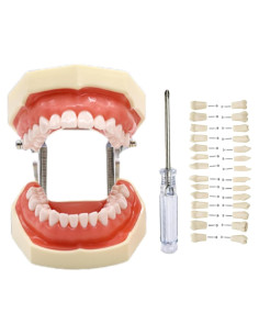 Modelo Dental Typodont ZITREOXN con 28 Dientes Removibles