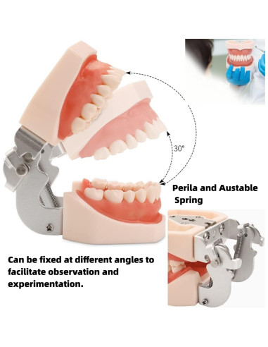 Modelo Dental Typodont ZITREOXN con 28 Dientes Removibles