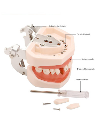 Modelo Dental Typodont ZITREOXN con 28 Dientes Removibles
