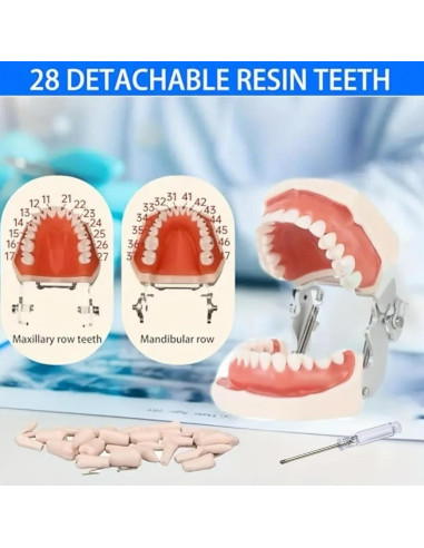 Modelo Dental Typodont ZITREOXN con 28 Dientes Removibles