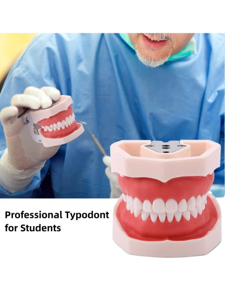 Modelo Dental Typodont ZITREOXN con 28 Dientes Removibles